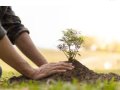The Lifeblood of Trees and Oxygen: