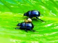 How to handle defects in Scrum