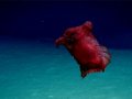 Watch This 'Headless Chicken Monster' Crawl the Deep Southern Ocean