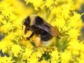 Help track and map bumble bees