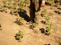 Chances of a weather-roiling La Niña this year are now above 80%