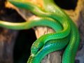 Deep Learning Data Management: Storing Data in a MySQL Database using Python