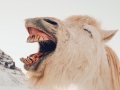 How to Create a Multi-Lingual Jokes API in Python