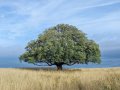 How to start using Decision Tree Classification in R
