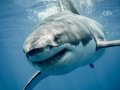 Video: Great White Shark Swims Inches From Kayaker's Boat Off California Coast