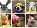 One of the best AI video generators is now on the iPhone – here's what you need to know about Pika's new app