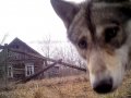 Wolves are Thriving in a Human-Free Radioactive Chernobyl