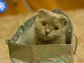 Managing Orphaned Resources in Kubernetes