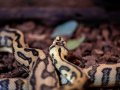 Pythons Found Lurking in BBQs Prompts Warning from Snake Expert