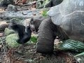 Scientist Captures First-Ever Footage of a Tortoise Committing Grisly Murder