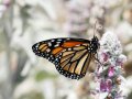 Using Transforming commands and visualizations (SPLK-1002 exam prep)