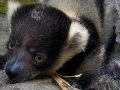 Endangered baby lemur born at San Jose’s Happy Hollow Zoo. You can help name it.