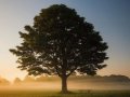 Building a server with Oak middleware framework| Deno