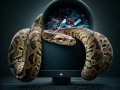 Python’s Garbage Collection Problem: Why Ignoring Memory Leaks Could Crash Your App