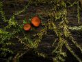 Mycelium — the wonder beneath our feet