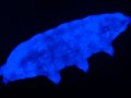 New species of water bear uses fluorescent ‘shield’ to survive lethal UV radiation
