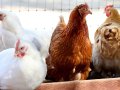 First H5N1 bird flu case confirmed in San Mateo backyard flock
