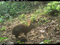 Rabbit Lost for 120 Years Found Hopping Around in the Mountains