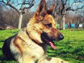 Breeding German Shepherds Responsibly: What Every Breeder Should Know