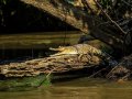 Discovered: New species of African crocodile