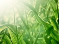 AWS Greengrass 2.0 Edge Runtime: New Dev Capabilities and Open Source