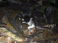 Video: Amazon Tarantula Bigger Than Your Head Prepares to Devour Opossum in Horrifying Footage