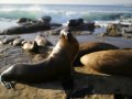California sea lions killed to protect migrating fish