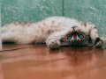 Como Identificar e Corrigir Maus Cheiros no Código