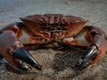 Making Rust Feel Like Python: Emulating the Python Environment