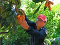 The Bay Area can’t get enough of this unique springtime fruit