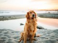 Converting SVG To Image (PNG, Webp, etc.) in JavaScript