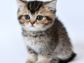 Research on the Fetal Brain in Mammals part2(Neurobiology )