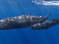 AI Helping to Decode Sperm Whale Language