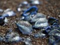 Bay Area beaches get new influx of blobby sea creatures