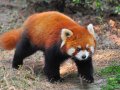 Today’s Firefox 91 release adds new site-wide cookie-clearing action