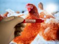 US 'Underprepared' for Bird Flu Outbreak, Epidemiologists Warn