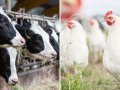 Maps Show US Counties Hit by Bird Flu Outbreak