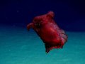 'Headless chicken monster' filmed near Antarctica for the first time