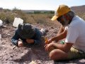 Paleontologists discover new sauropod species in Argentina