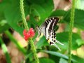 New species of Swallowtail butterfly discovered in Fiji