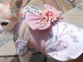 Pets get wearable fans to beat Japan’s heatwave