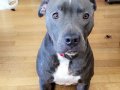 Menlo Park: GoFundMe for dog randomly shot in front yard $2,000 away from goal