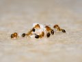Ants! What I Have Learned Today While Watching Them Marching In A Straight Line