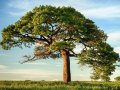 A Crash Course on Binary Search Trees in GoLang