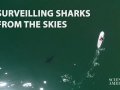 Drones Capture Close Encounters between Great White Sharks and Beachgoers