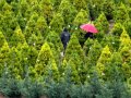 Dreaming of a green Christmas? Here are environmentally friendly ways to celebrate