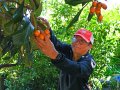 The Bay Area can’t get enough of this unique springtime fruit