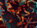 Lasting immunity found after recovery from Covid-19