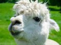 Ollama-OCR for High-Precision OCR with Ollama