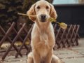 Dog Food and Causal Inference
